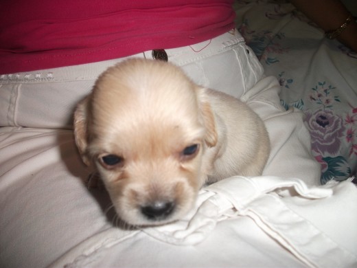 ....Mi KANDY... en sus primeros 21 días de nacida.... es hija de Princesa.... ....Mi KANDY... en sus primeros 21 días de nacida.... es hija de Princesa....
